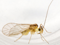 Stenopsocus immaculatus